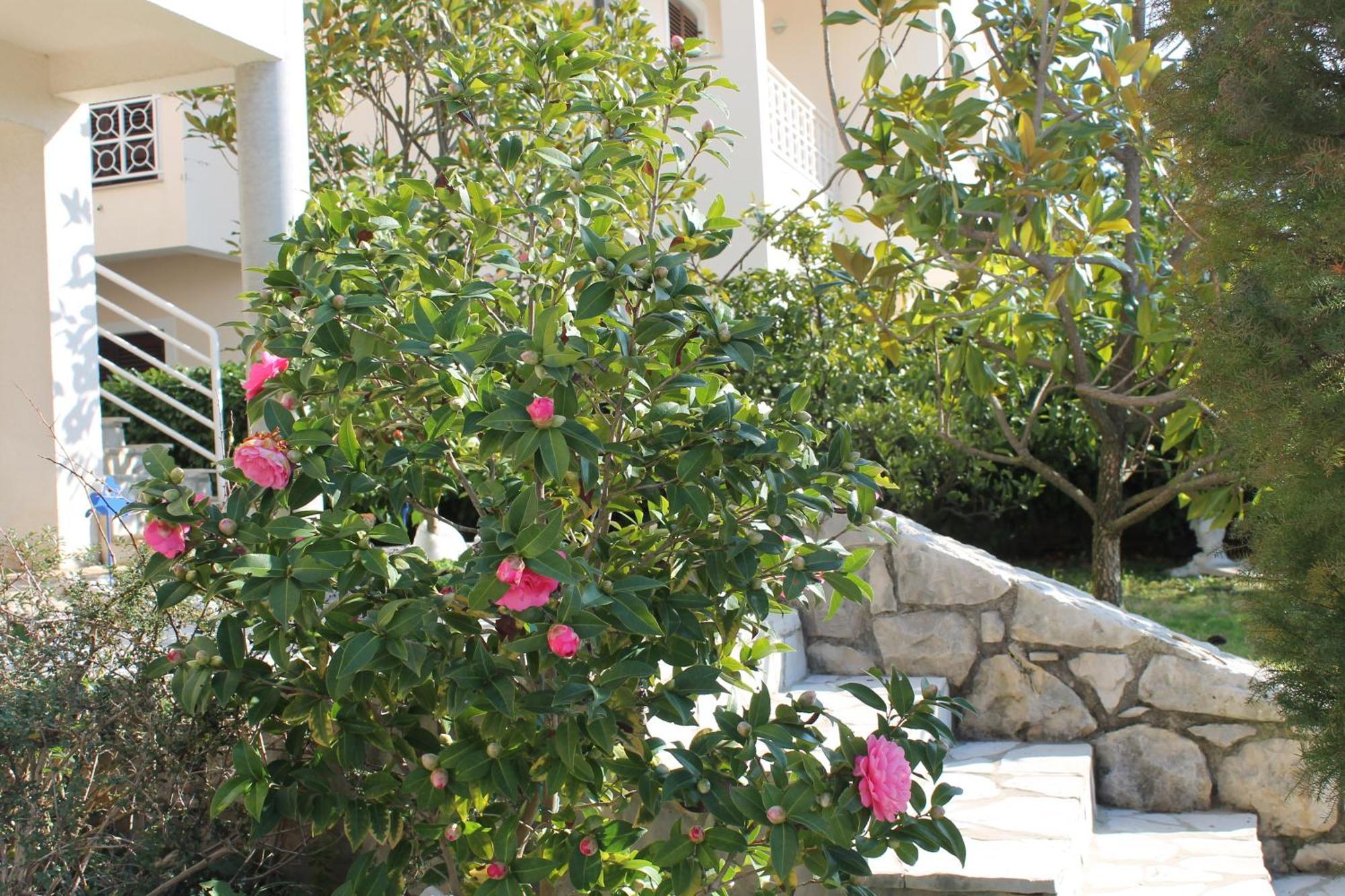 Apartments Vila Marica Rabac Zewnętrze zdjęcie